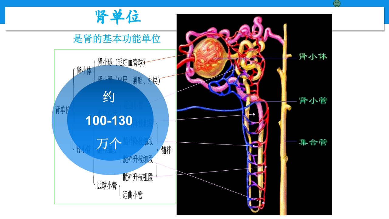 肾功能不全患者合理用药与监护ppt3