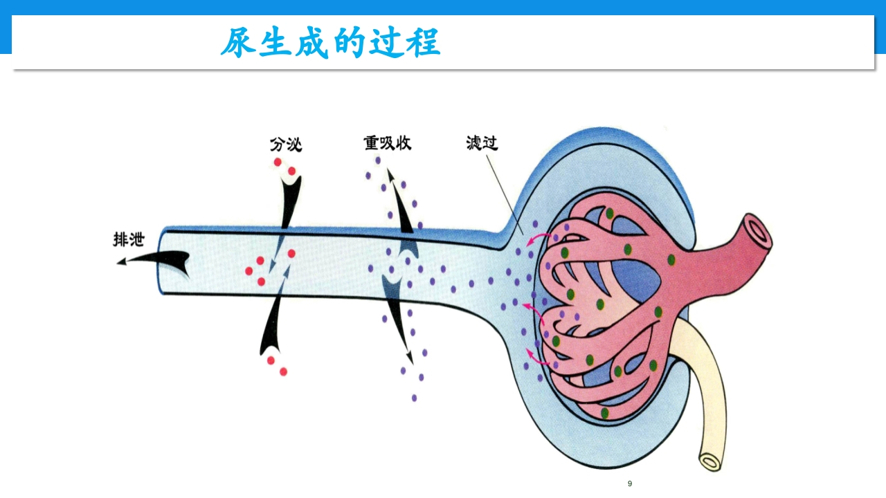 肾功能不全患者合理用药与监护ppt9