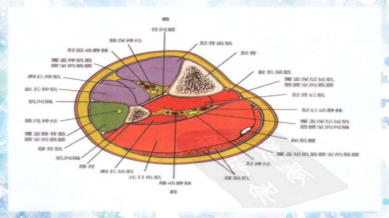 (骨筋膜室综合征)骨科小讲课PPT课件14