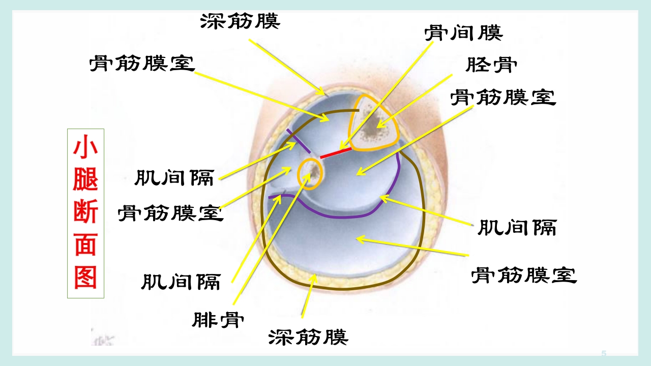 骨筋膜室综合征PPT课件5