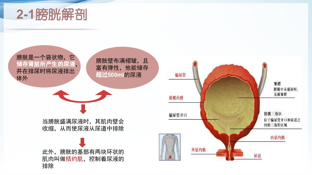 膀胱全切+回肠膀胱造口围手术期的护理查房ppt6