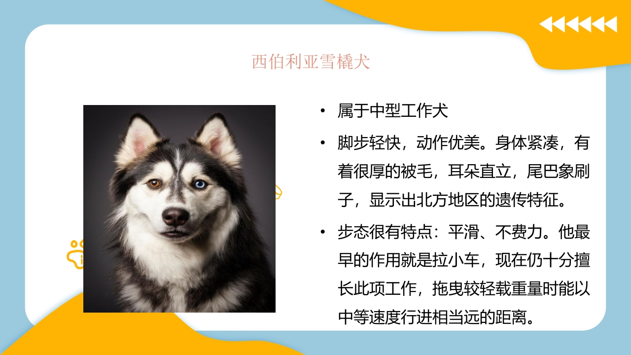 宠物狗的种类PPT课件2