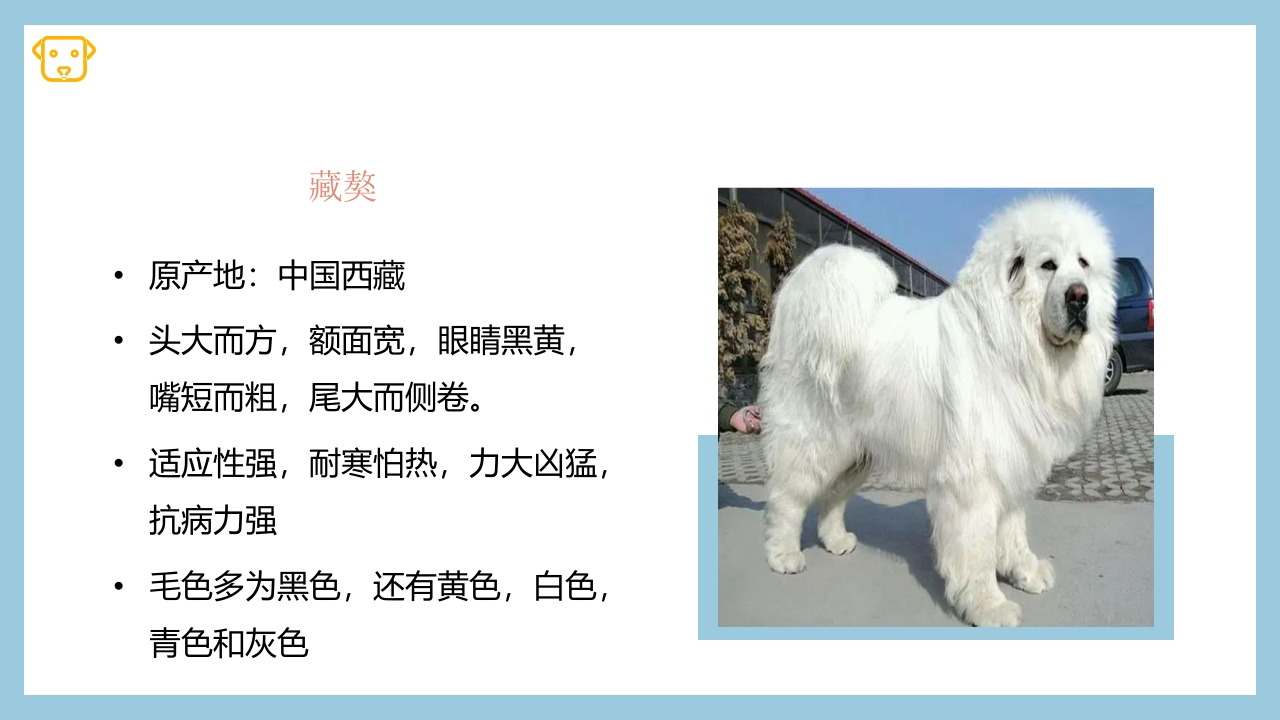 宠物狗的种类PPT课件3