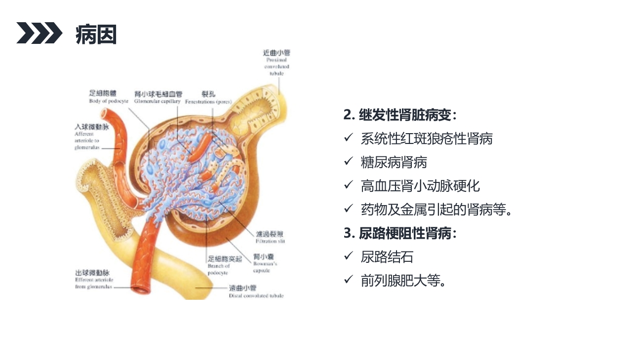 尿毒症的护理查房PPT课件23