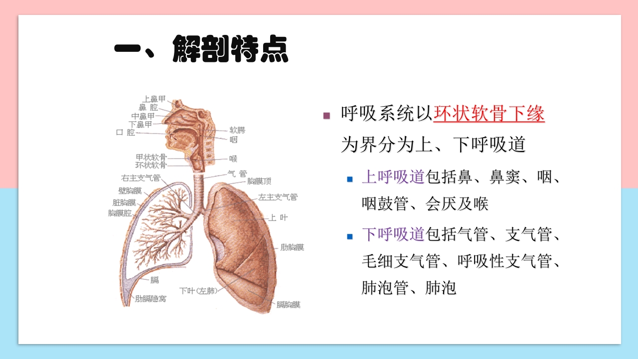小儿呼吸系统解剖生理特点和检查方法PPT课件4