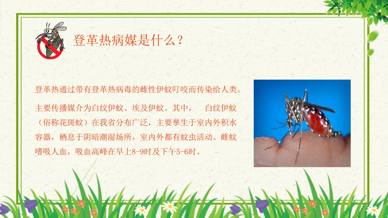 预防登革热从我做起教育主题班会PPT课件下载6