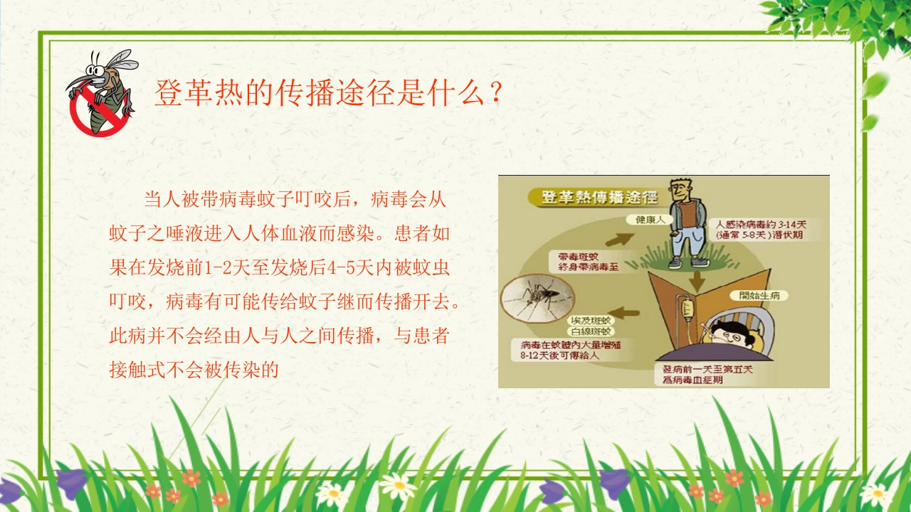 预防登革热从我做起教育主题班会PPT课件下载8