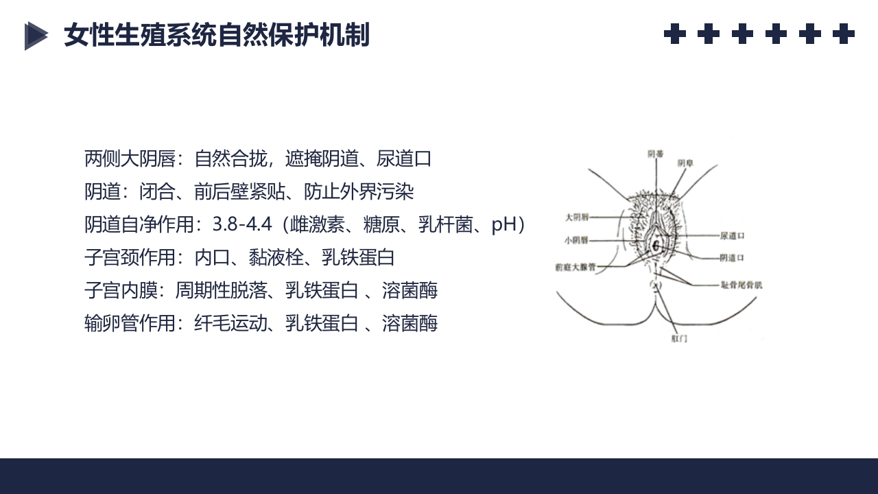 盆腔炎知识介绍PPT课件5