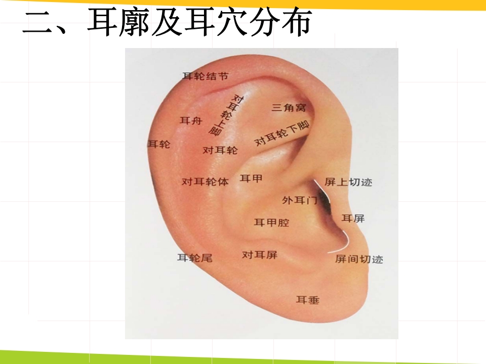耳穴埋豆与常见病取穴·讲座课件PPT课件14