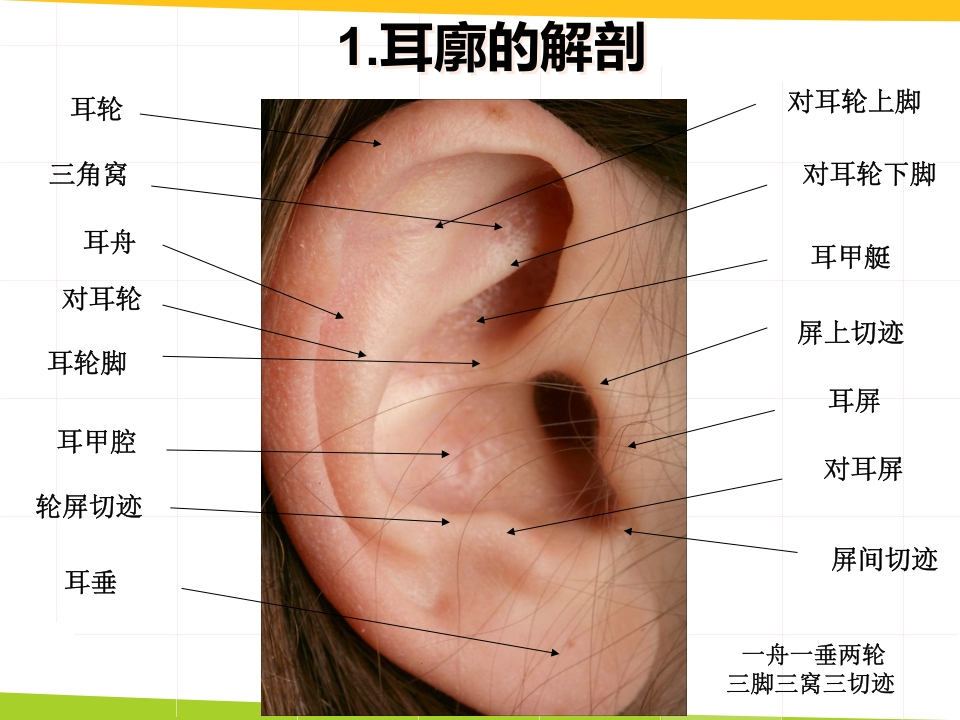 耳穴埋豆与常见病取穴·讲座课件PPT课件15