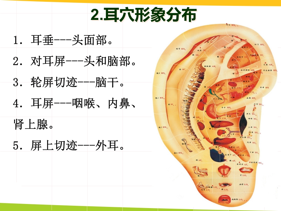 耳穴埋豆与常见病取穴·讲座课件PPT课件17