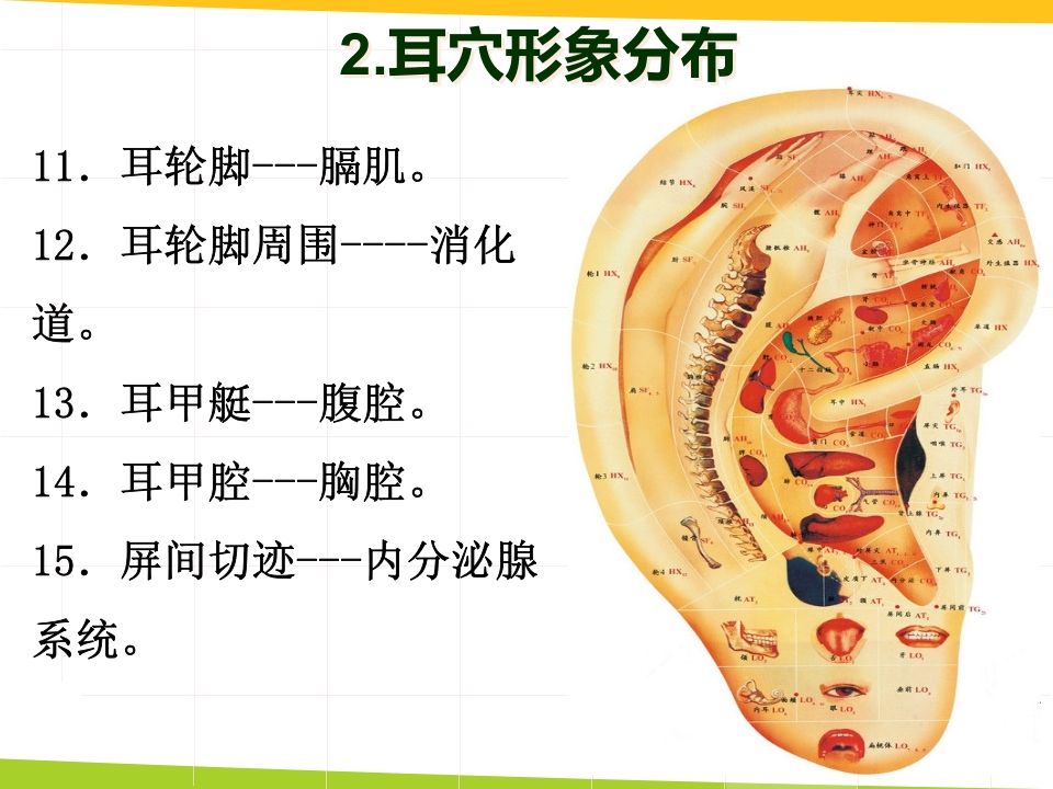 耳穴埋豆与常见病取穴·讲座课件PPT课件18