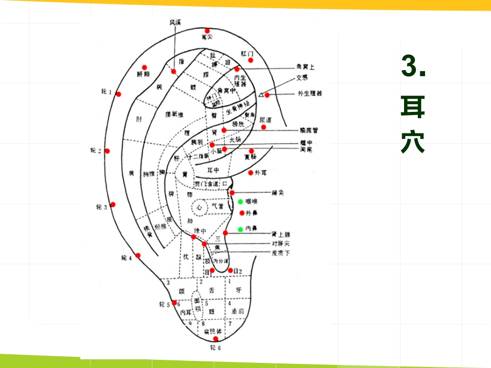 耳穴埋豆与常见病取穴·讲座课件PPT课件19