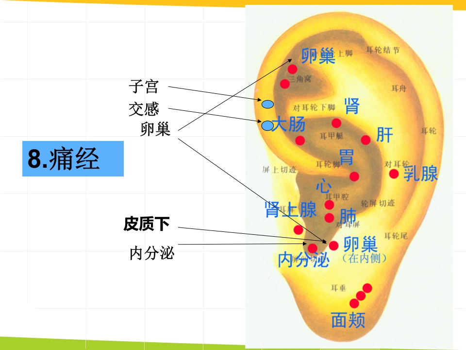 耳穴埋豆与常见病取穴·讲座课件PPT课件34