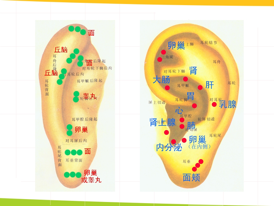 耳穴埋豆与常见病取穴·讲座课件PPT课件39