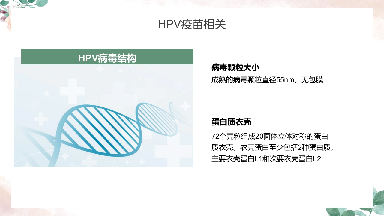人乳头瘤病毒（HPV）与宫颈癌知识科普PPT课件24