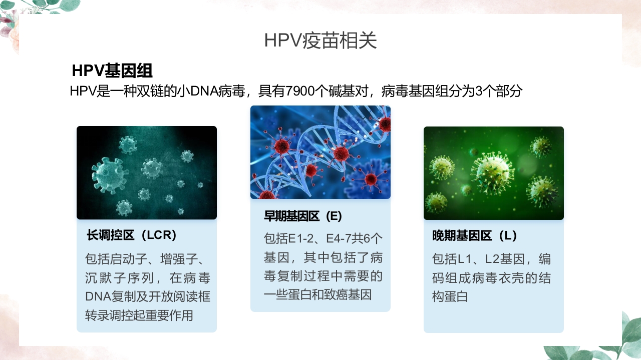 人乳头瘤病毒（HPV）与宫颈癌知识科普PPT课件25