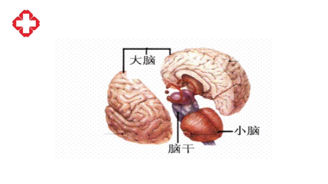 神经外科手术配合ppt大脑半球胶质瘤PPT课件4