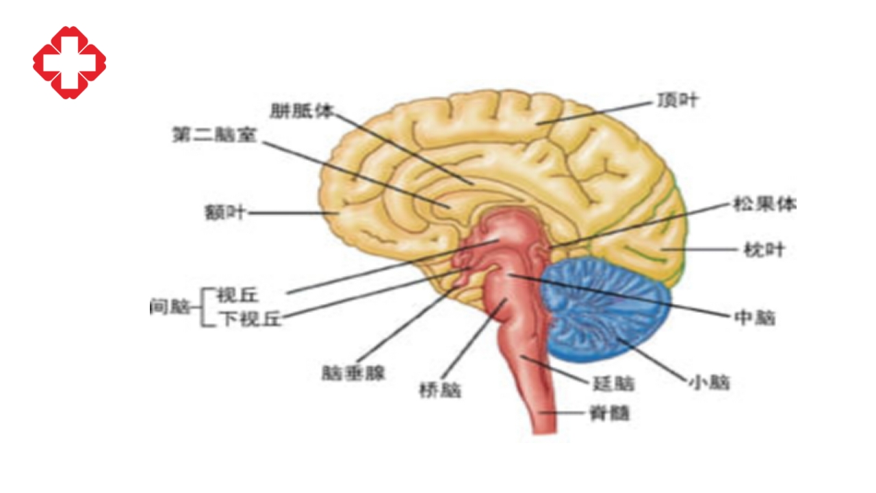 神经外科手术配合ppt大脑半球胶质瘤PPT课件7