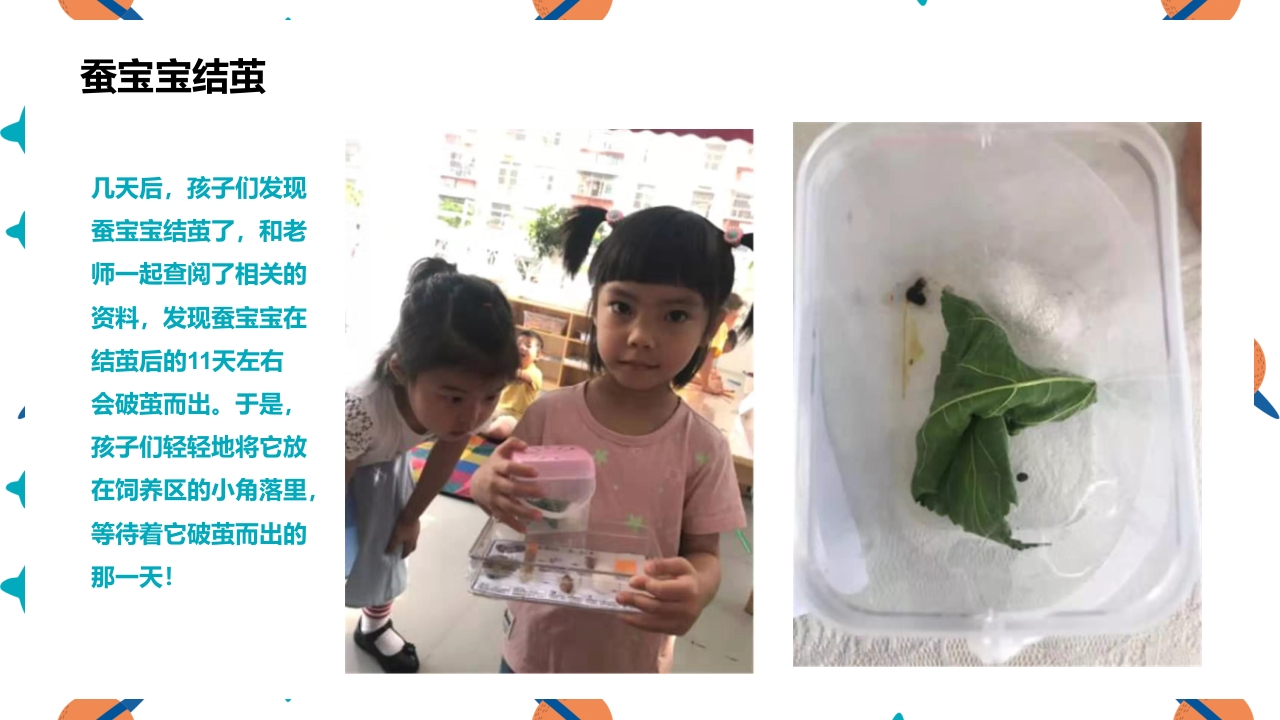《蚕宝宝的成长》幼儿园大班班本课程PPT课件22