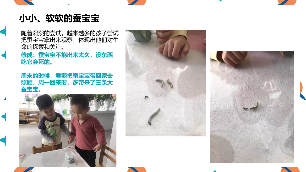 《蚕宝宝的成长》幼儿园大班班本课程PPT课件8