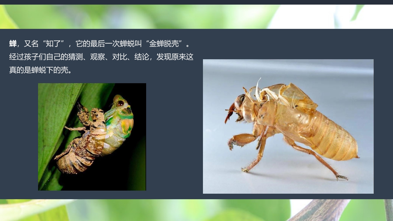 《蝉的秘密》幼儿园大班班本课程PPT课件11
