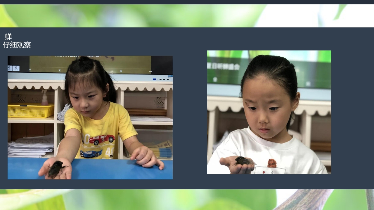 《蝉的秘密》幼儿园大班班本课程PPT课件12