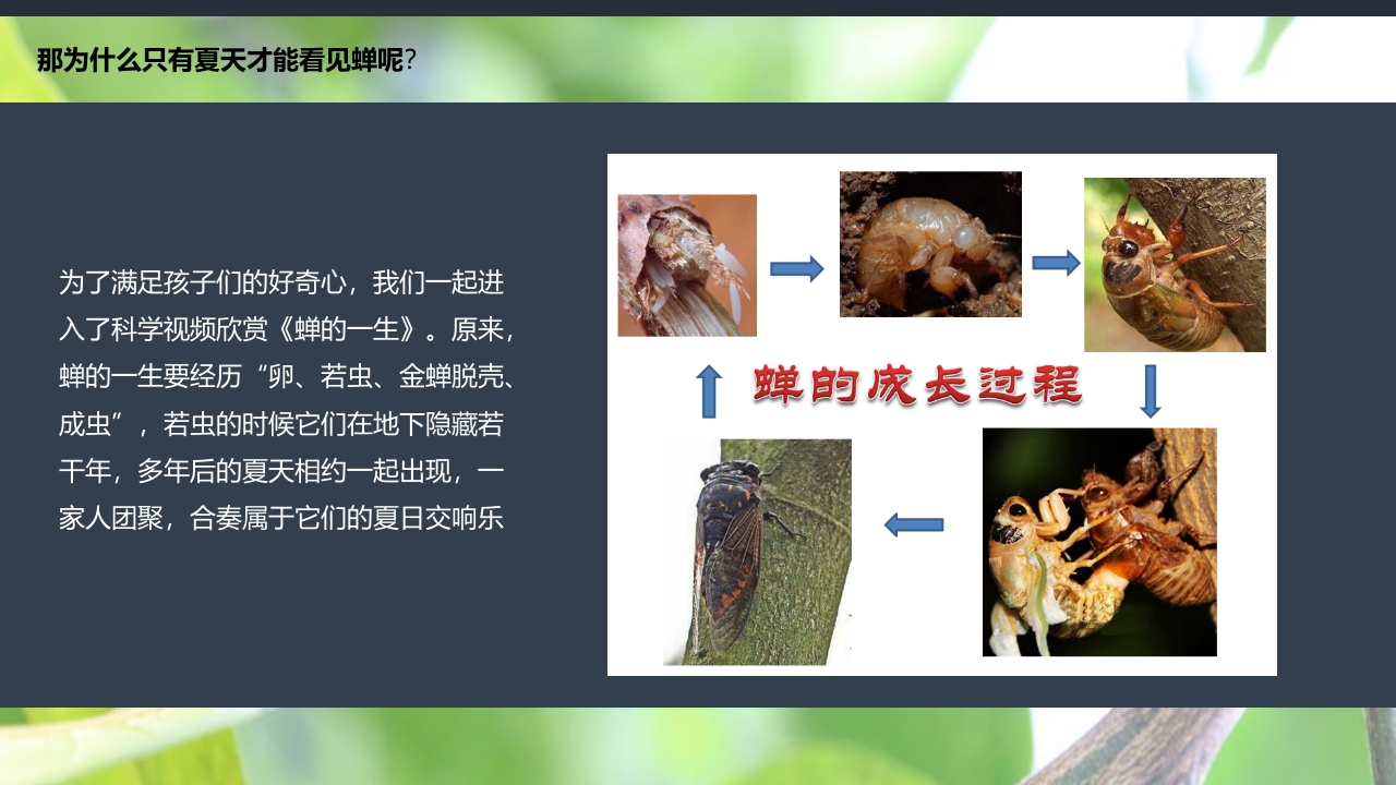 《蝉的秘密》幼儿园大班班本课程PPT课件14