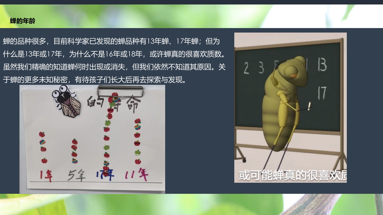 《蝉的秘密》幼儿园大班班本课程PPT课件15