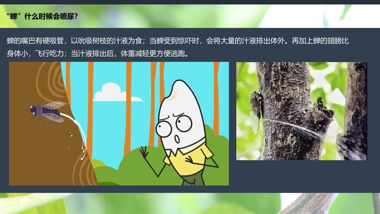 《蝉的秘密》幼儿园大班班本课程PPT课件16