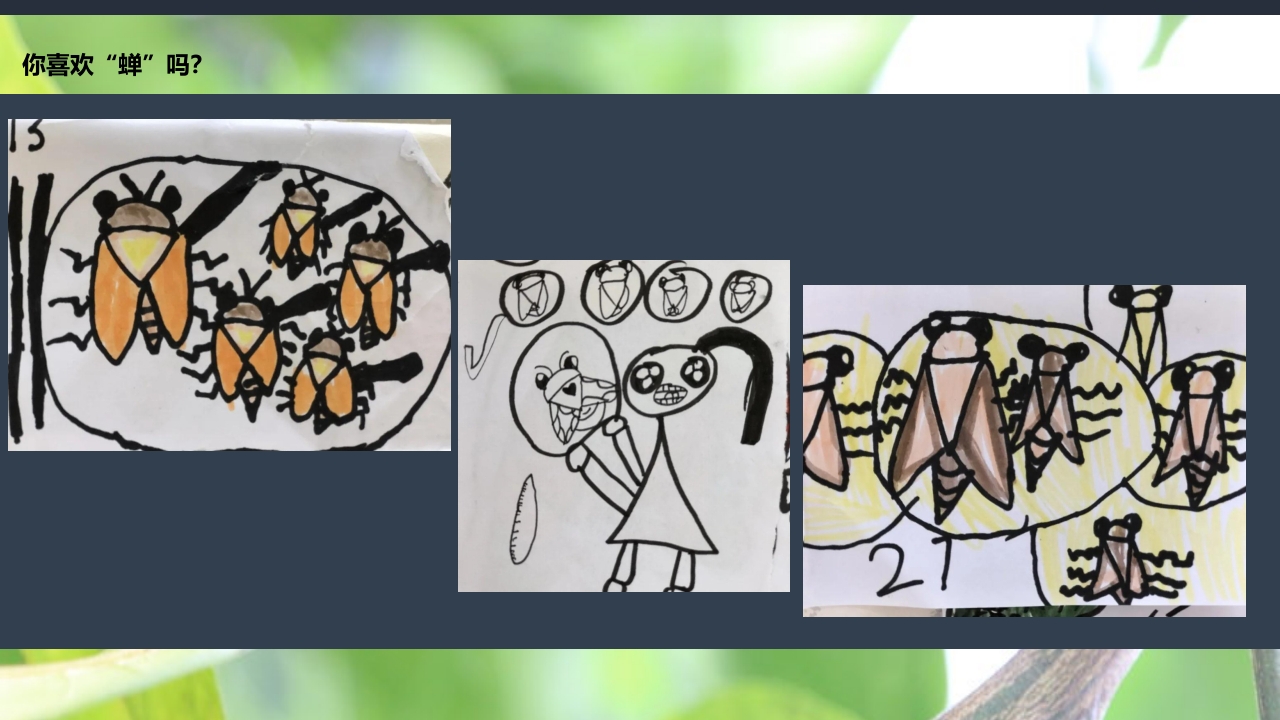 《蝉的秘密》幼儿园大班班本课程PPT课件17