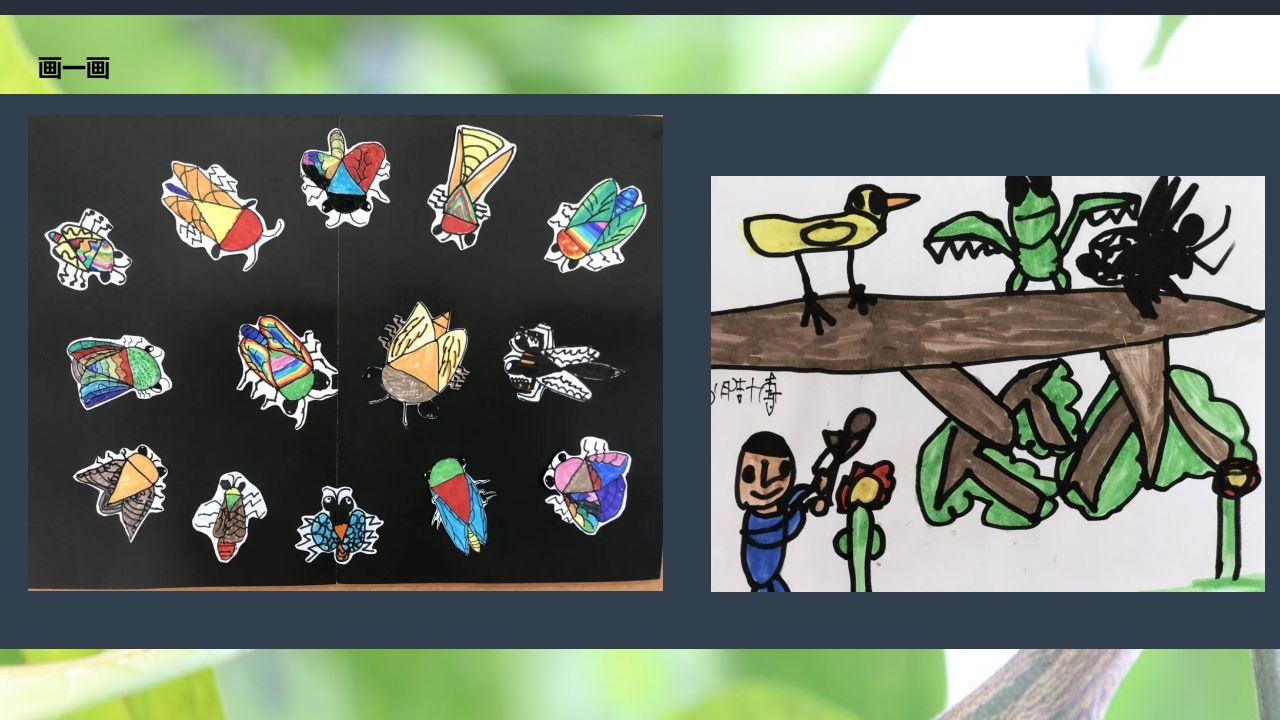 《蝉的秘密》幼儿园大班班本课程PPT课件19