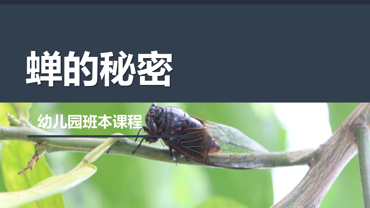 《蝉的秘密》幼儿园大班班本课程PPT课件1