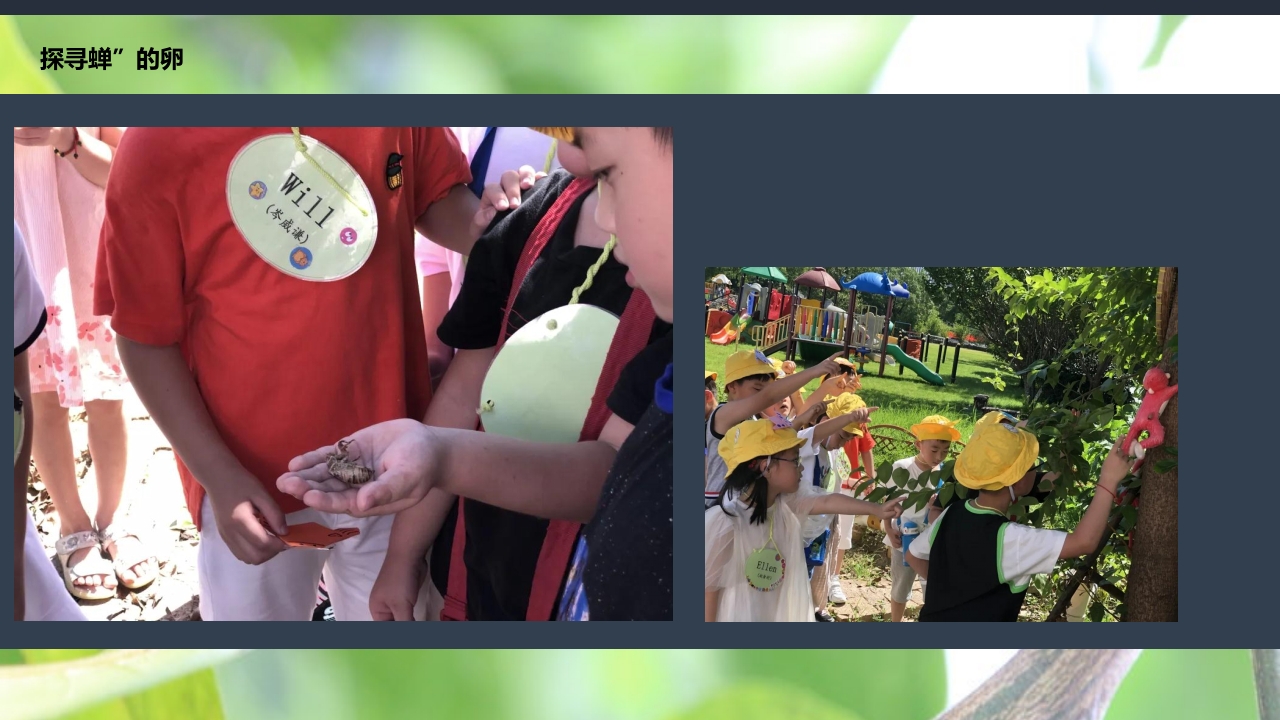 《蝉的秘密》幼儿园大班班本课程PPT课件21