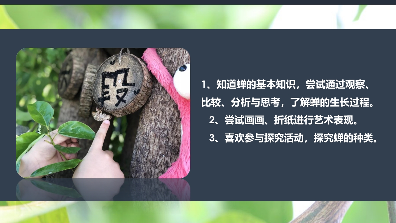 《蝉的秘密》幼儿园大班班本课程PPT课件6