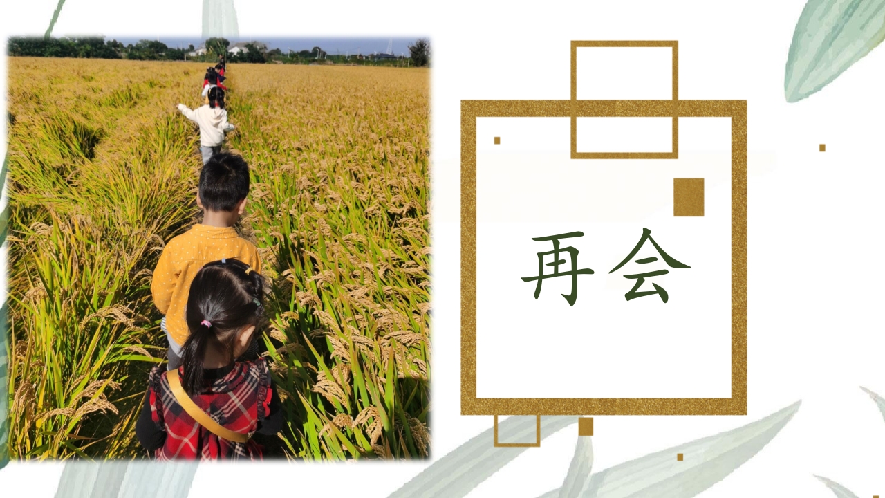 《遇“稻”一粒米》幼儿园中班课程故事PPT课件15