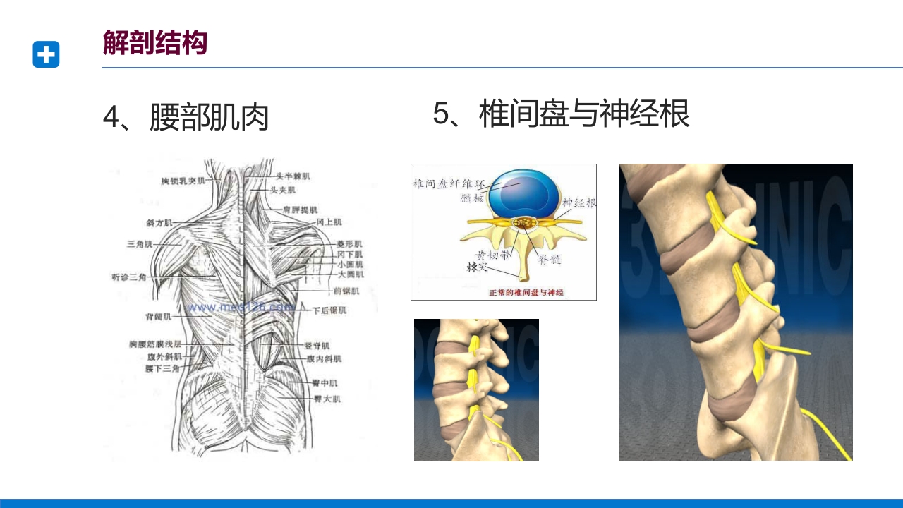 腰椎间盘突出症诊断与治疗PPT课件下载13