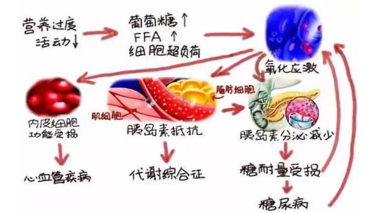 糖尿病教学PPT课件下载13