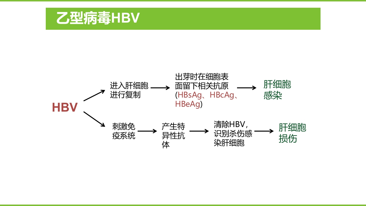 肝硬化PPT课件10