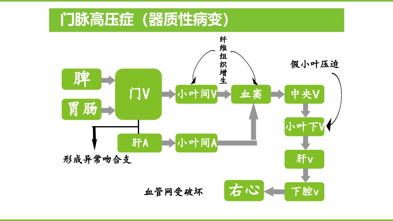 肝硬化PPT课件28