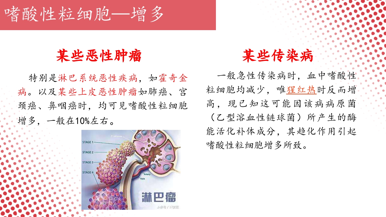 血常规·血红蛋白PPT课件48