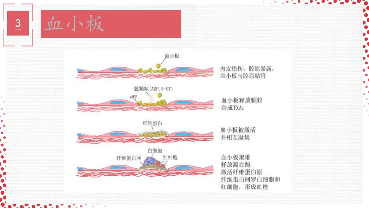 血常规·血红蛋白PPT课件64