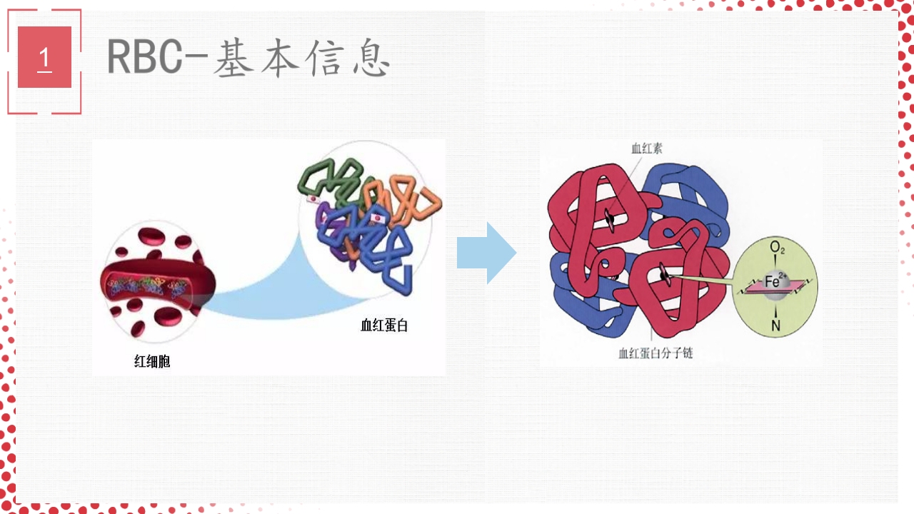 血常规·血红蛋白PPT课件8