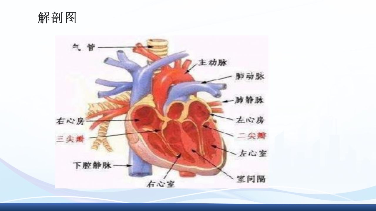 主动脉夹层护理查房PPT课件下载3