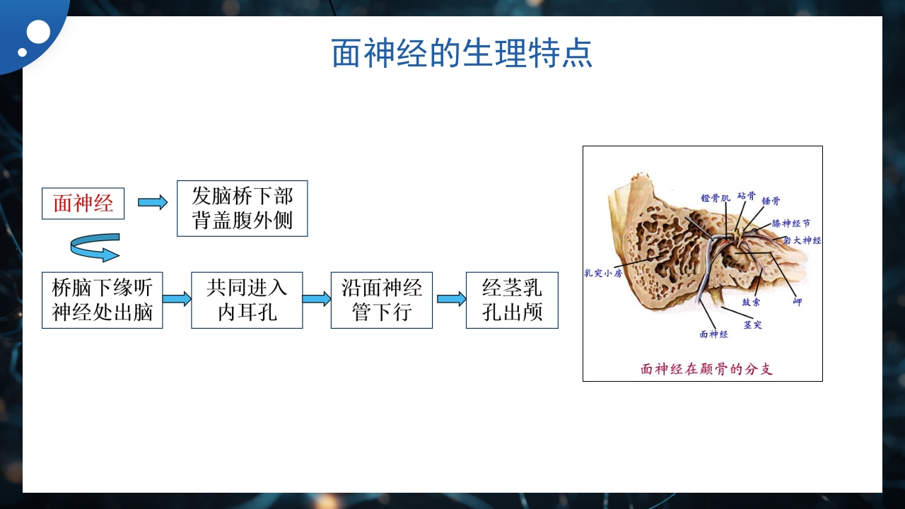 面神经炎的中医治疗PPT课件3