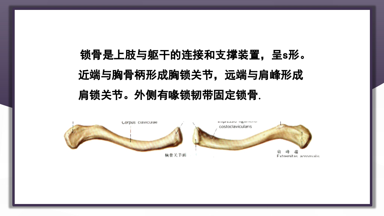 上肢骨关节损伤PPT课件17