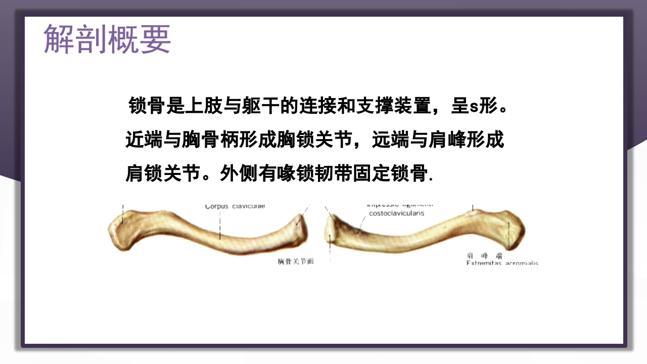 上肢骨关节损伤PPT课件4