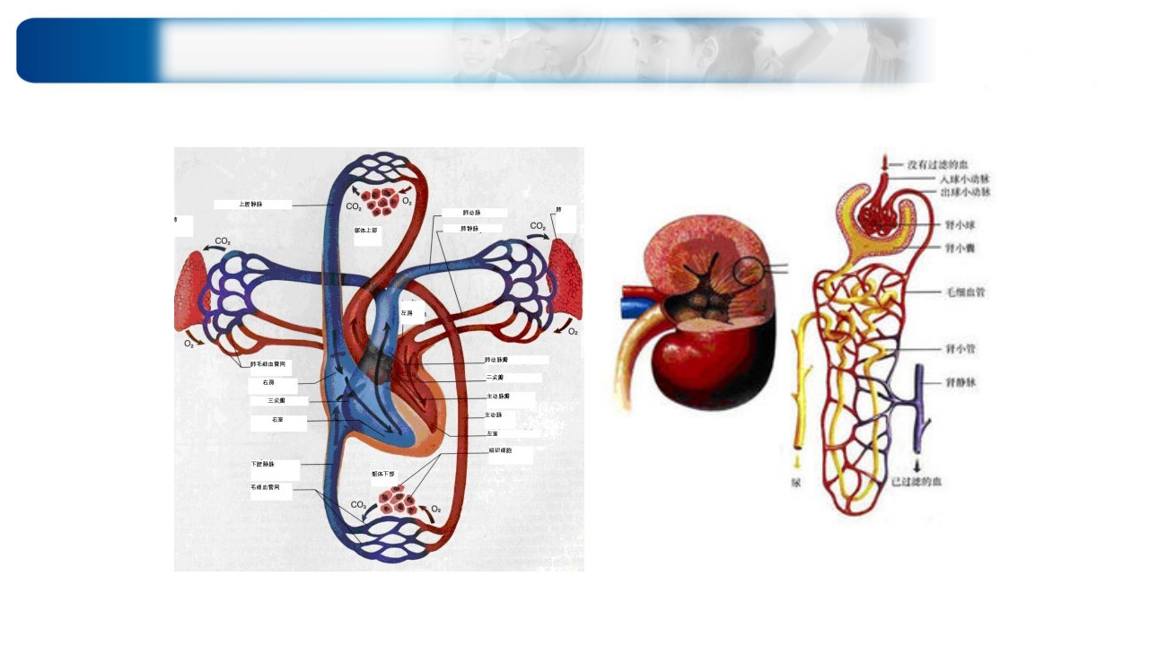 心源性休克诊治思路与进展ppt课件43