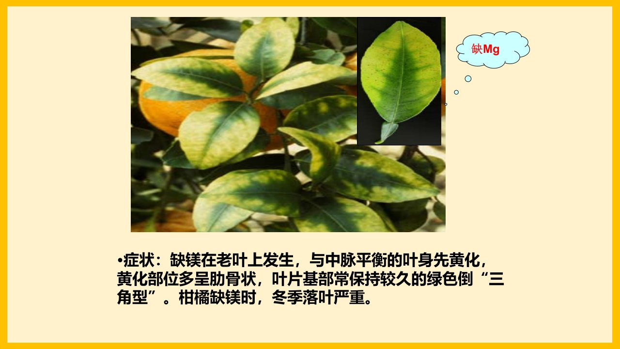 脐橙常见病虫害防治介绍PPT课件10