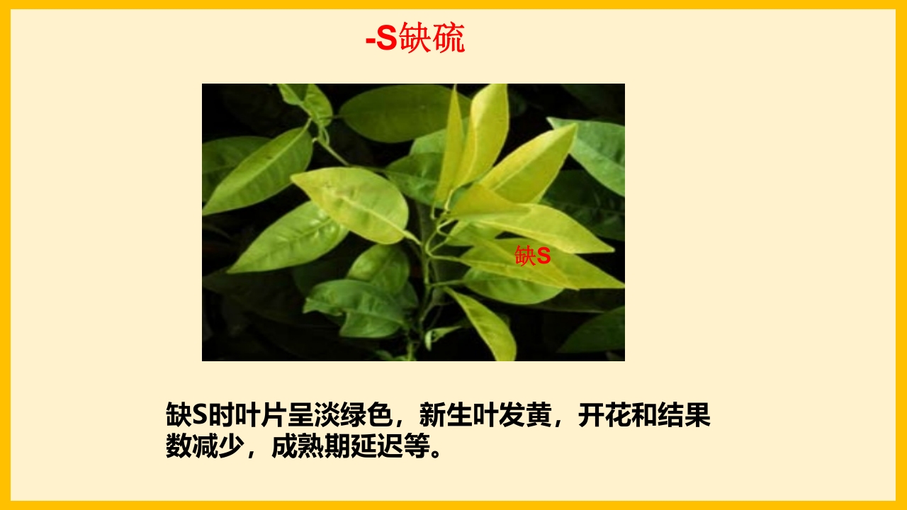 脐橙常见病虫害防治介绍PPT课件11